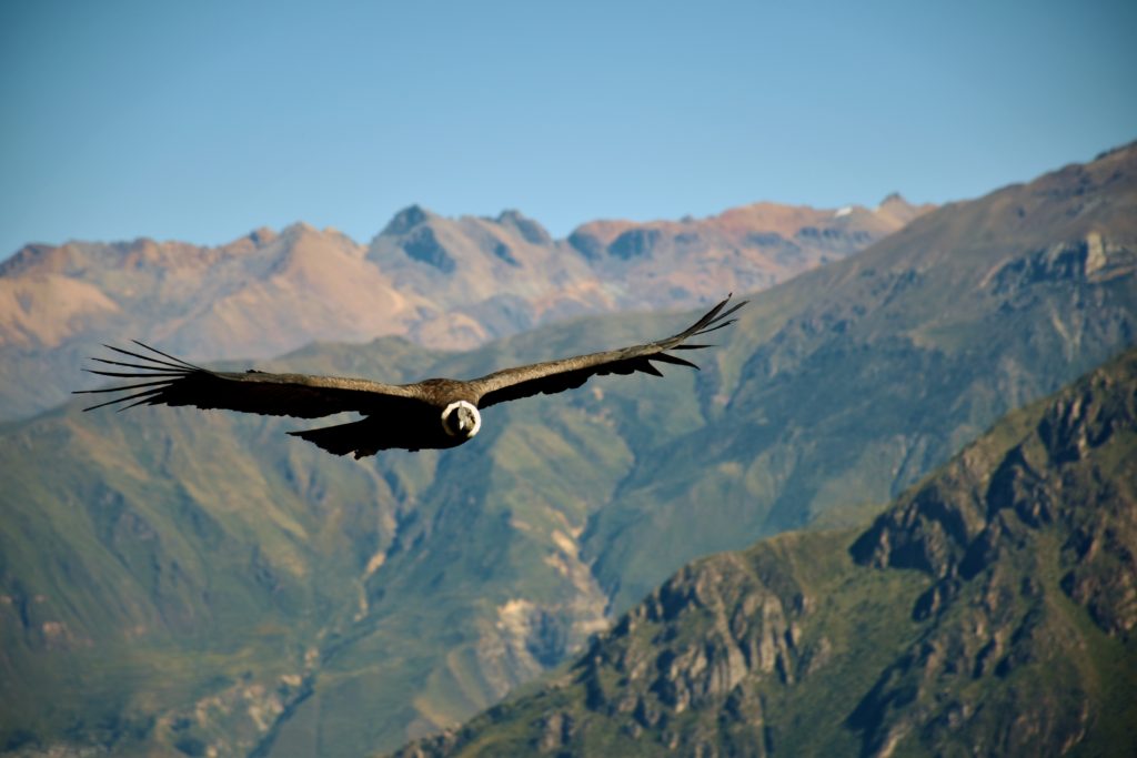 50 curiosities about Peru, condor