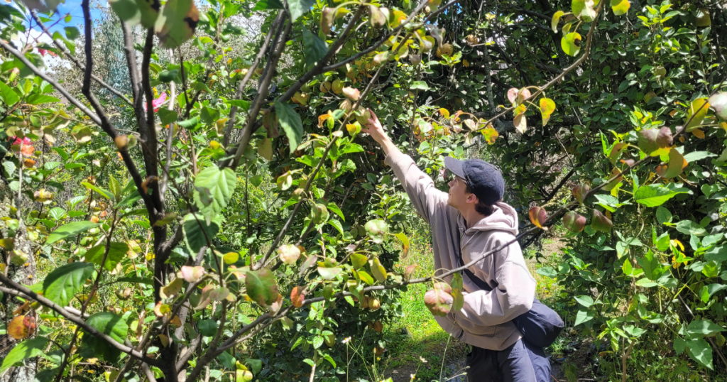 Volunteer picks fruit at organic farming project
