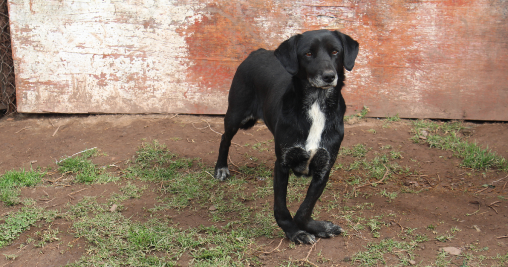 Nanja, a dog with injured paws