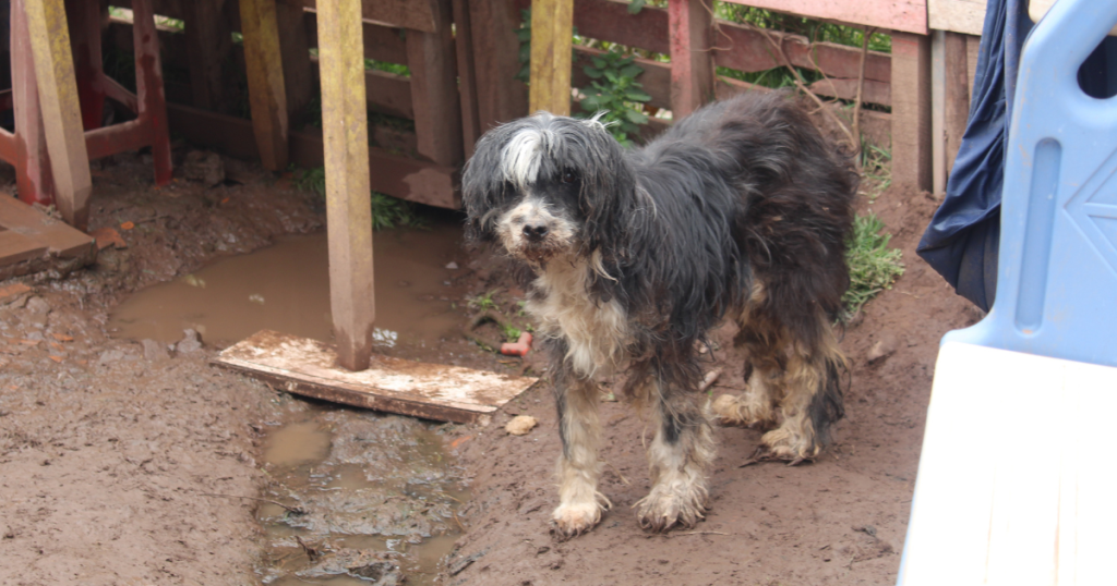 Eva, a dog suffering from pyschological trauma