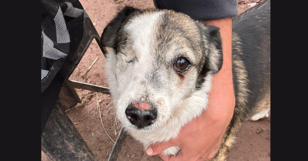 Camilla, a rescued dog
