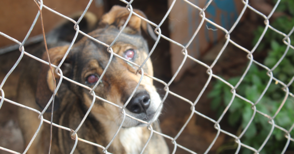 One of the dogs who suffers from cogenital blindness
