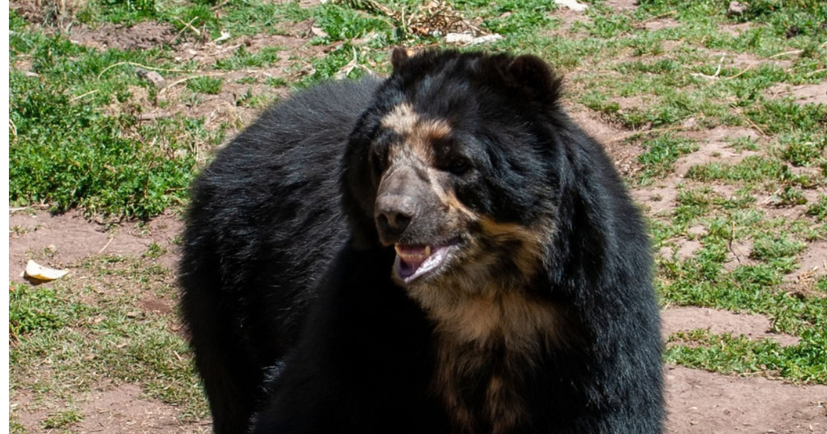 Bear at wildlife rescue centre where you can do wildlife internships in Peru