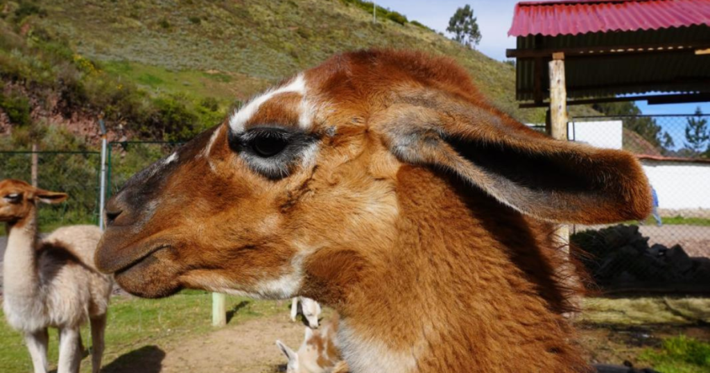 Picture of Llama at wildlife internship in Peru