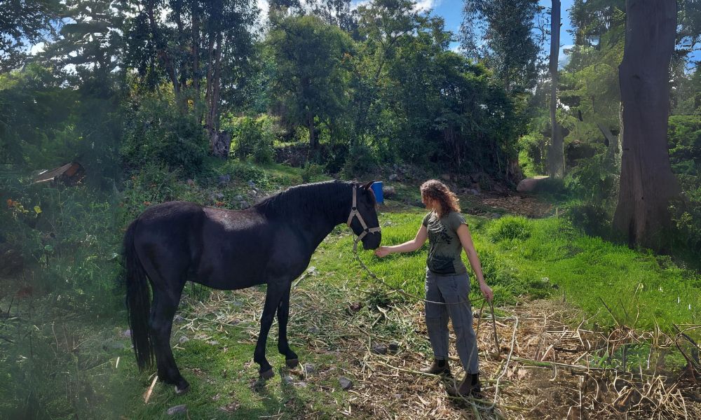 Animal Care volunteer at Horse Ranch