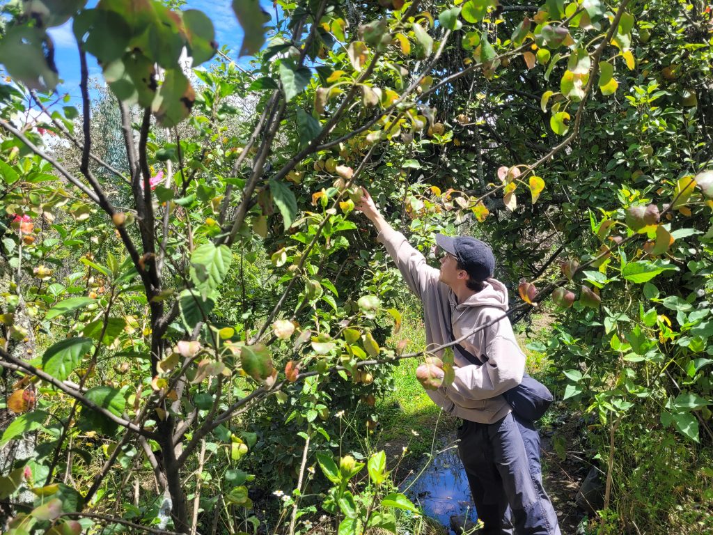 Volunteer at Organic Farming Project