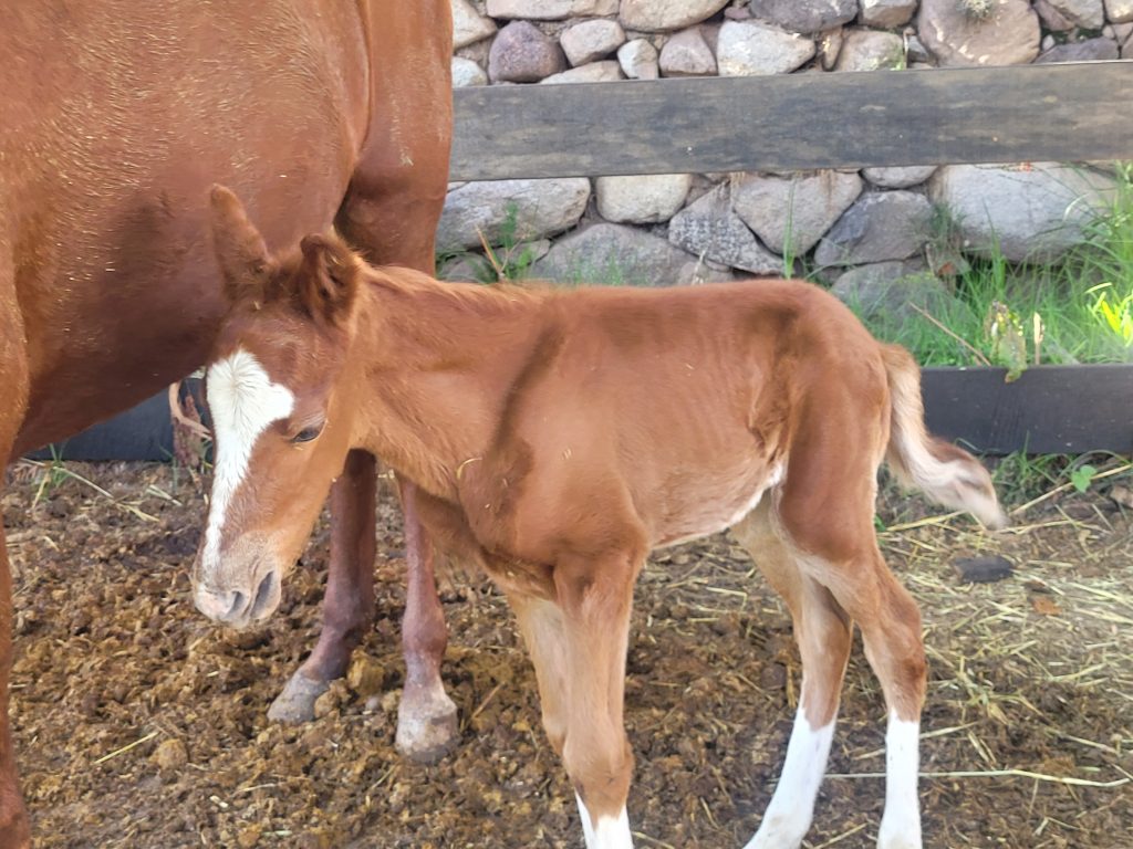 Horse and Foal at Urubamba Horse Care project