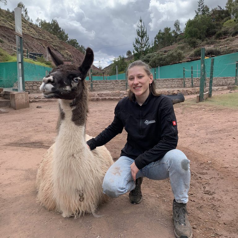 a girl is sitting next to a llama at the wildlife volunteer program